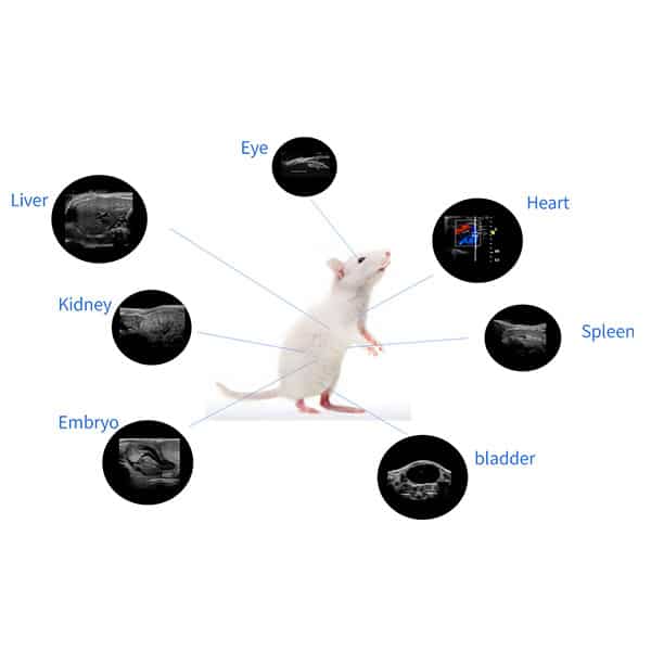 High Frequency Small Animal Ultrasound Imaging System Applications