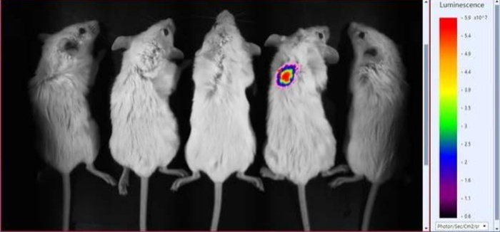 Small animals imaging with Mois HT