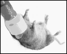 Anesthesia Systems for Animal Experiments