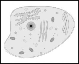 Cell Biology